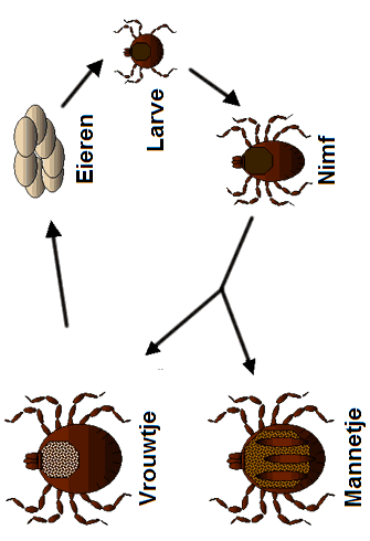 Life_cycle_of_ticks_family_ixodidae_nl