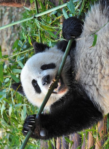 panda-bear-bamboo.638x0_q80_crop-smart