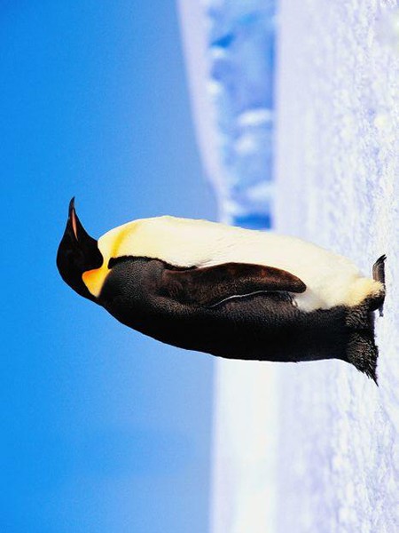 penguenler-hakkinda_201115-1
