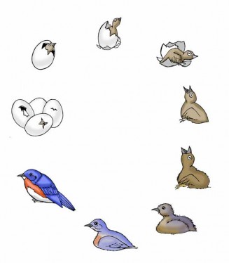 tavuklarin-yasam-dongusu-327x374