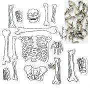 1-Set-Science-Experiment-Equipment-Technology-Production-Handmade-Human-Skeleton-Model-Assemble-Education-Children-Learning-Tool
