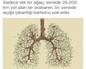 orman haftası