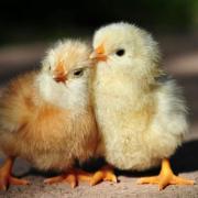 1ok_cute-chickens-wallpaper-for-1920x1200-widescreen-11-10