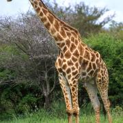 giraffa-zirafa-3