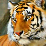 Hayvan_Resimleri_Animal_Pictures_00000018_Kaplan_Tiger