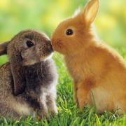 Hayvan_Resimleri_Animal_Pictures_00000273_Tavsan_Rabbit