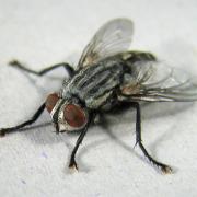karasinek4