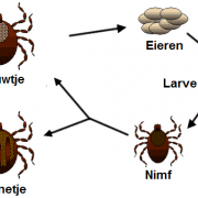 Life_cycle_of_ticks_family_ixodidae_nl