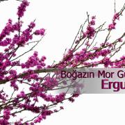 mor (2)