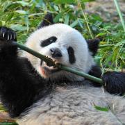 panda-bear-bamboo.638x0_q80_crop-smart