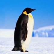 penguenler-hakkinda_201115-1