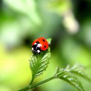 ugur_bocegi_3_20120519061929