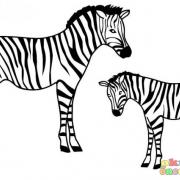 yavru_hayvanlar_albumu_-_zebra
