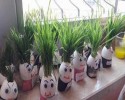 yumurtadan çim