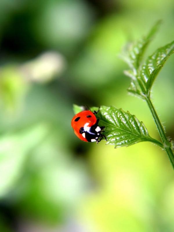 ugur_bocegi_3_20120519061929