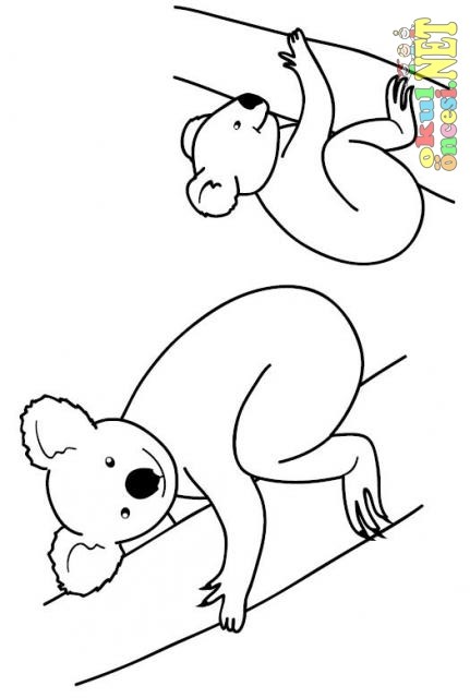 yavru_hayvanlar_albumu_-_koala