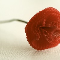 çiçek etkinlikleri (159)