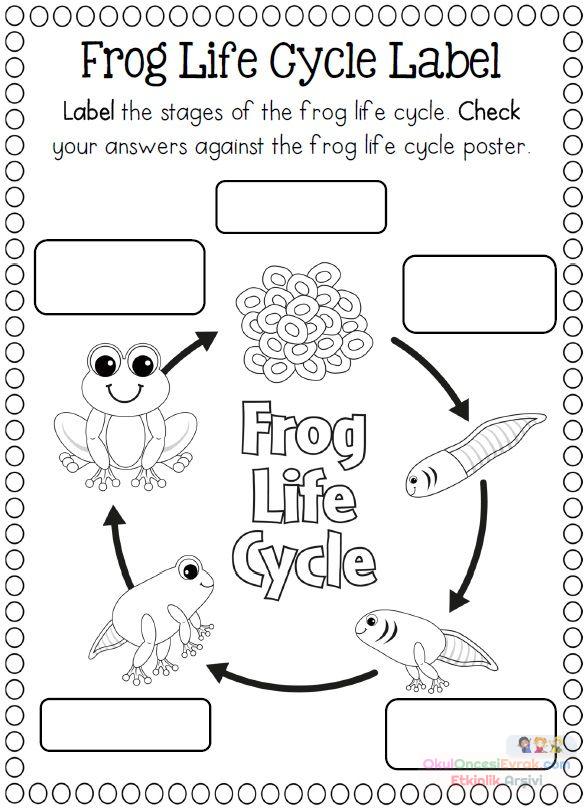 Life-Cycle-of-a-frog-coloring-page | preschool activity
