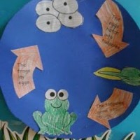 frog-life-cycles