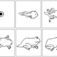 frogsequence