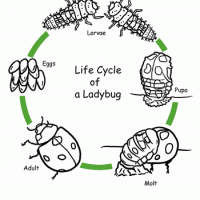 Life-Cycle-of-a-ladybug