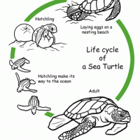 Life-Cycle-of-a-turtle