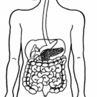 okul-oncesi-ic-organlar-boyama-sayfasi-12