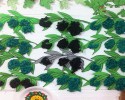 zeytin dalı
