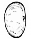 kivi