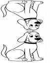köpek