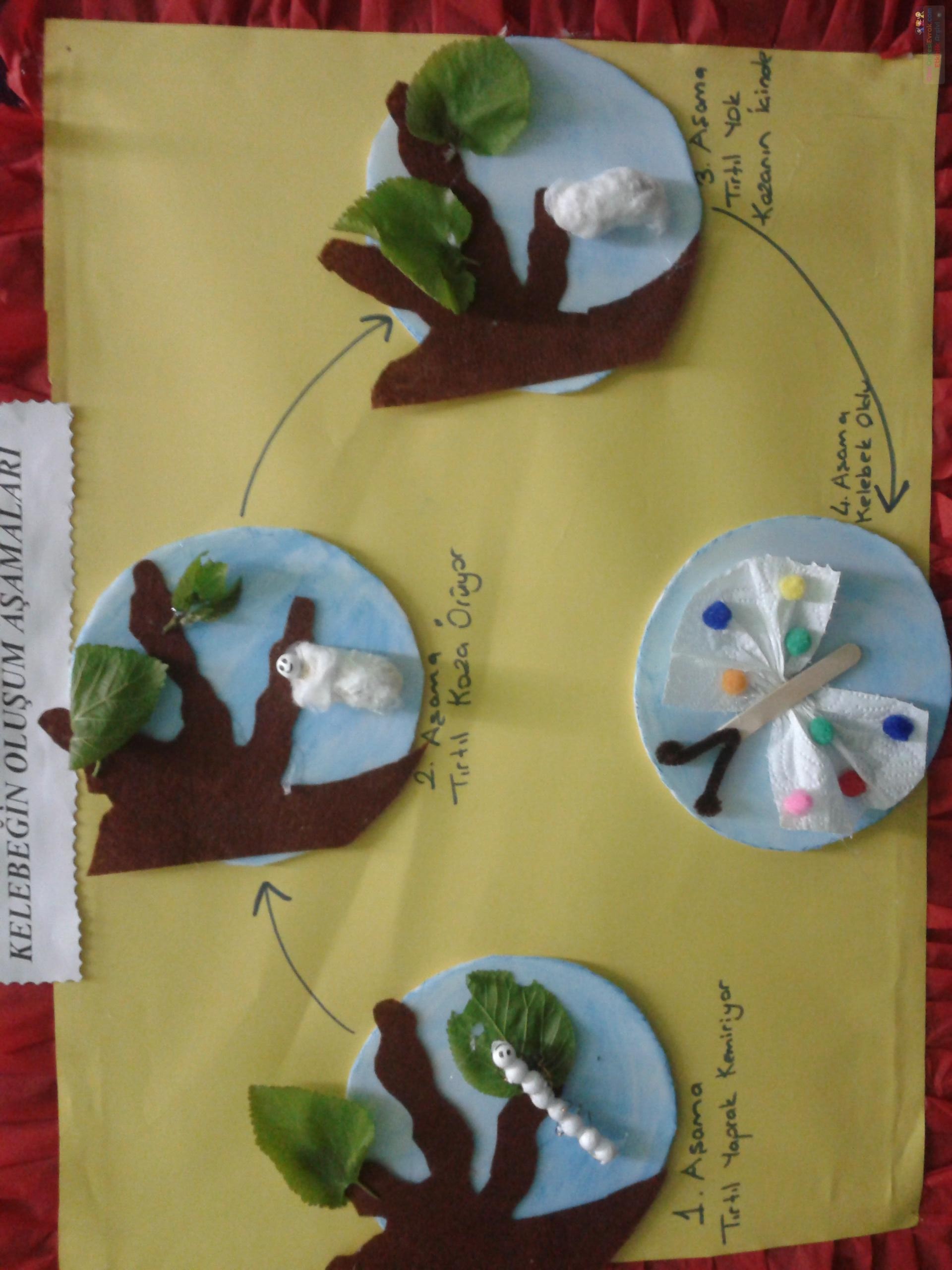 Kelebeğin Oluşumu Boyama Gazetesujin