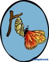 kelebek1