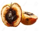 taze bayat resim (3)