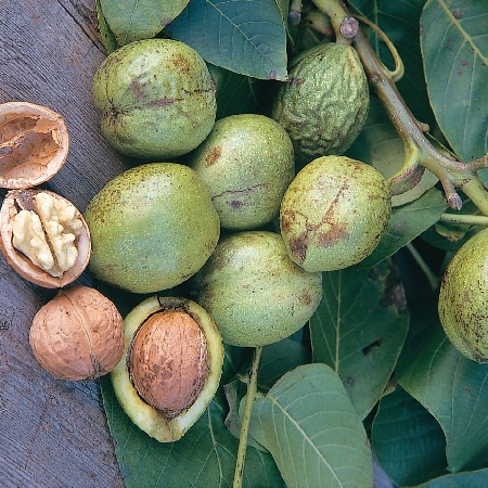 ceviz-kabugu-ile-sac-boyama1
