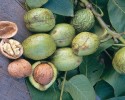 ceviz-kabugu-ile-sac-boyama1